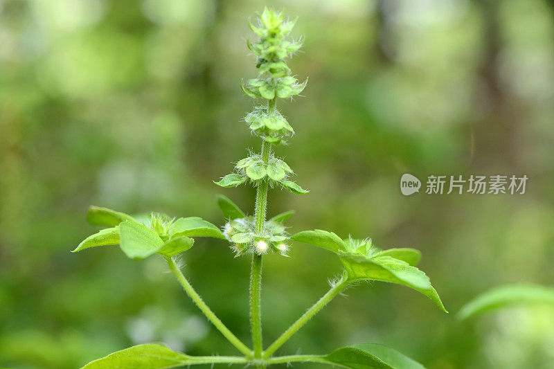 神圣罗勒叶和花(Ocimum sanctum)